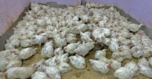 कांवड़ यात्रा और महाशिवरात्रि को लेकर रुद्रपुर-काशीपुर में 15 फरवरी तक मांस बिक्री पर पूर्ण रोक