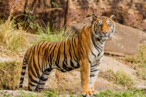 कॉर्बेट टाइगर रिजर्व भ्रष्टाचार मामले में हाईकोर्ट का अहम आदेश, विजिलेंस के दो केस देहरादून CBI कोर्ट ट्रांसफर