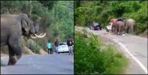 सिद्धबली मंदिर के पास हाथियों का तांडव, वाहनों पर हमला कर मचाई दहशत; लगा लंबा जाम