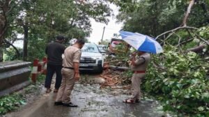 पेड़ गिरने से कालाढूंगी-नैनीताल मार्ग दो घंटे बंद